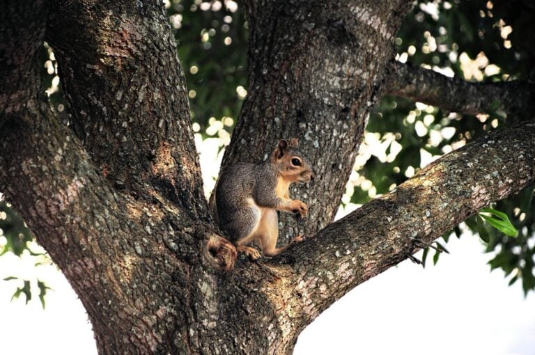 Animal Behavior Experiments 7 Animal Behavior Experiment Ideas That Spark Wonder Outdoors - Paths ...